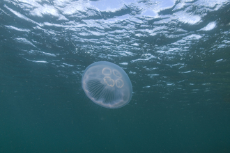 Moon Jellyfish