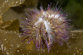 Green sea urchin