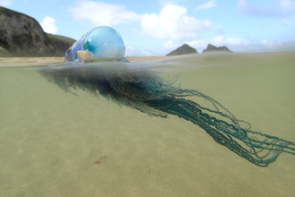 Portuguese man o' war