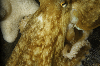 Common octopus