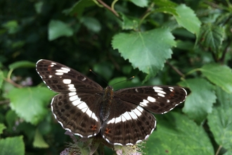 White admiral