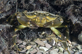 Shore crab