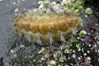 Chiton (Acanthochitona crinita)