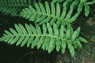 Common polypody