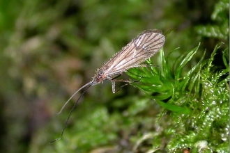 Land caddis male