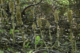 Bird's-nest orchids