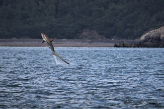 Thresher shark leaping from the water