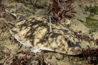 Flounder