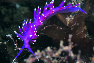 Sea slug Flabellina pedata