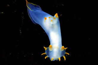 Sea slug Polycera faeroensis