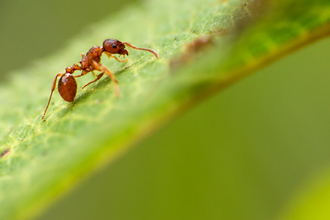 Red ant by Billy Clapham, The Wildlife Trusts