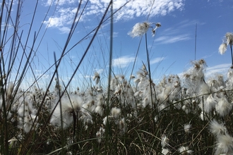 Cotton grass on Astley Moss