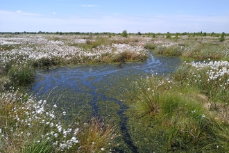 Little Woolden Moss bog pools