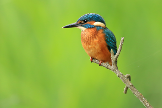 Kingfisher perched on branch