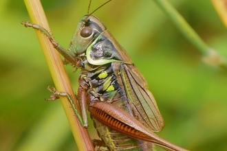 Roesel's bush cricket