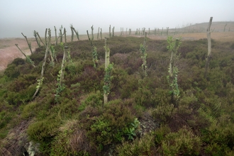 Willow harvested from Griffin wood and Blacktoft Sand driven into eroding peat edges at RSPB Dove Stone