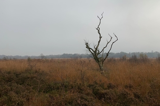 An overcast day at Astley Moss with a lone, bare tree rising from the bog