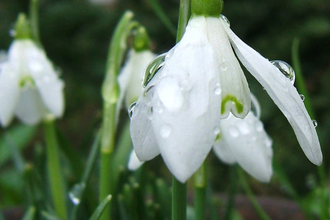 Snowdrops covered in water droplets