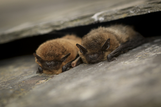 Common pipistrelle pair on roof