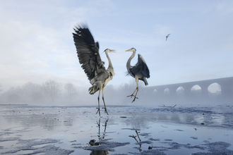 Herons on the frozen water at Reddish Vale Country Park, Stockport
