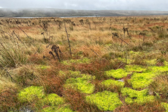 Sphagnum moss at Dove Stone 