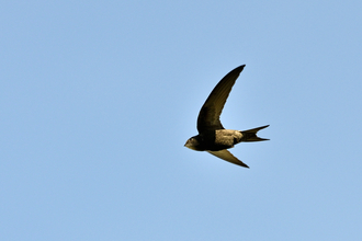 Swift flying in a blue sky (c) David Tipling/2020VISION