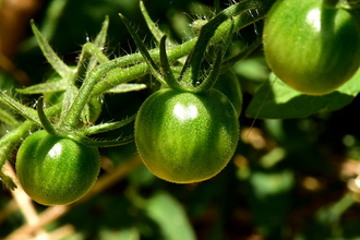 Green tomatoes growing on the vine