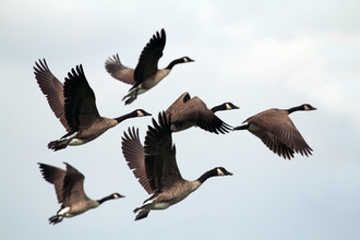 Image of six Canada geese flying in formation