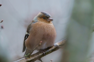 Photo of a chaffinch perched on a branch