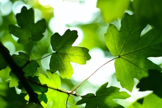 Image of close up green leaves