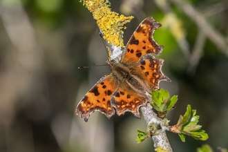 A comma butterfly with wings spread on a branch