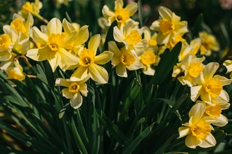 Photo of bright yellow daffodils in grass