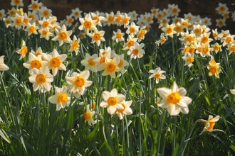 Daffodils in bloom in grass.