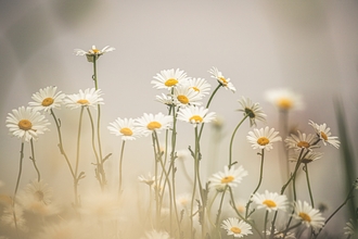 Photo of white and yellow daisies