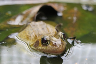 Photo of frog in water