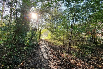 Photo of sunlight shining through trees at the Highfield Habitats project site