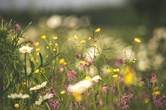 Close up photo of flowers in a meadow