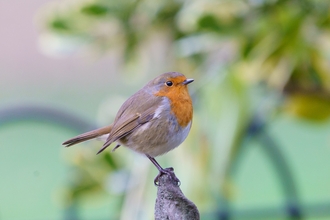 Photo of a robin perched on a branch