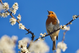 Robin calling from branch of a blossom tree