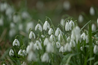 Image of white snowdrop flowers in a field