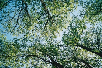 Photo looking up through the tops of trees against a blue sky
