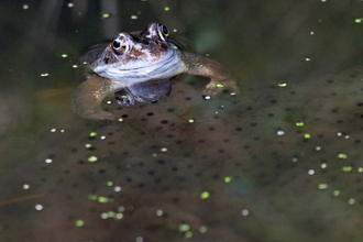 Common Frog half submerged in water, looking toward the camera.