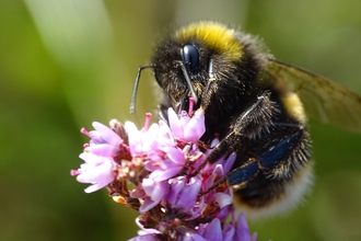 Photo of a bee on top of a pink flower