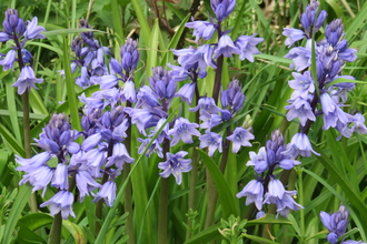 Photo of bluebells growing in grass