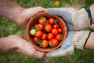 A bowl of tomatoes held by two people, one wearing gardening gloves