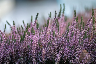 Photo of a heather plant