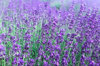 Photo of lavender growing in grass