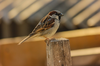 Photo of a sparrow perched on a wooden post