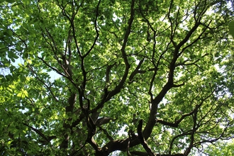 Close up of a tree's branches with green leaves