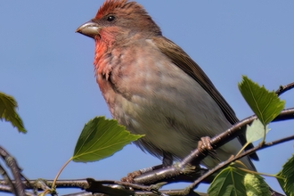 A male common rosefinch perched on a thin tree branch. It's a chunky bird with a red wash to the face and breast